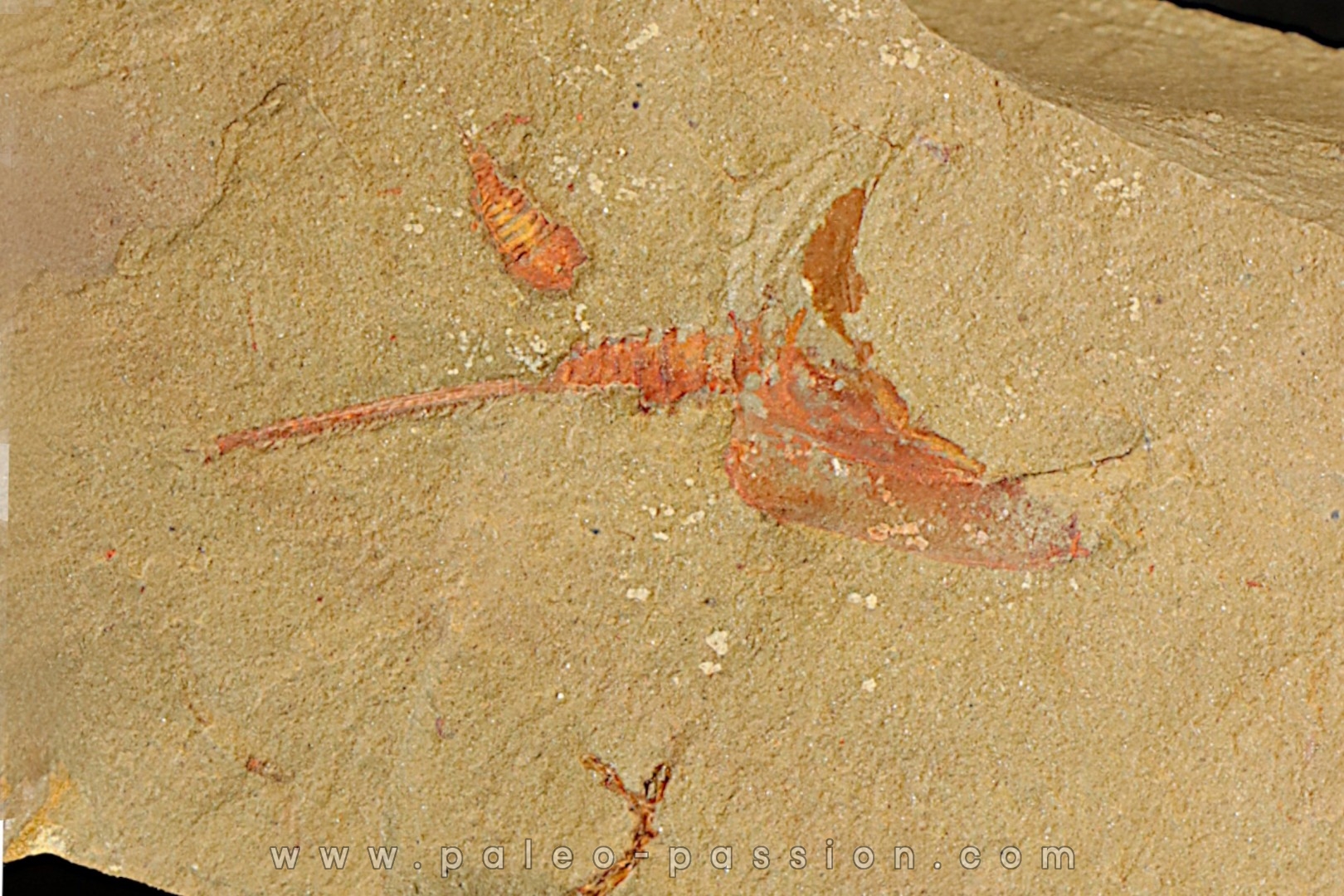 Belle association Thoralicystis zagoraensis et Synziphosurine - Ordovicien - Fezouata fmt, Maroc