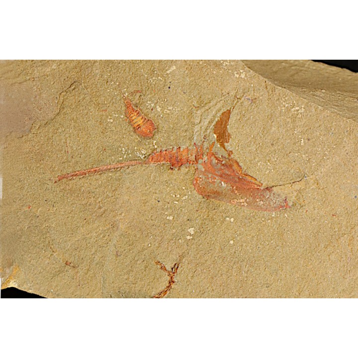 Belle association Thoralicystis zagoraensis  et Synziphosurine - Ordovicien - Fezouata fmt, Maroc