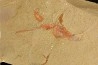 Belle association Thoralicystis zagoraensis et Synziphosurine - Ordovicien - Fezouata fmt, Maroc