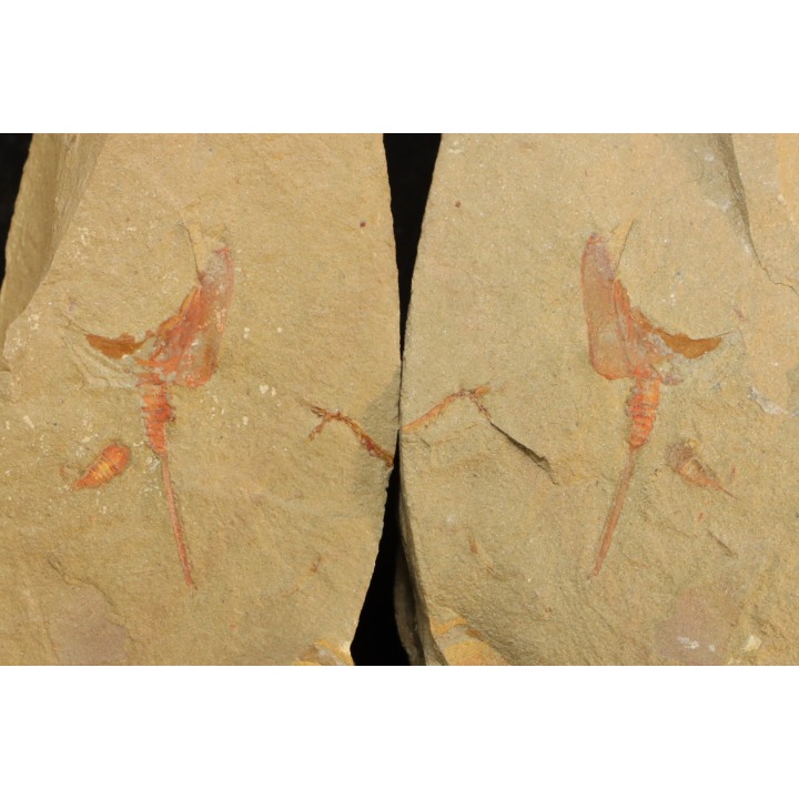 Nice association Thoralicystis zagoraensis and Synziphosurine - Ordovician - Fezouata fmt - Morocco