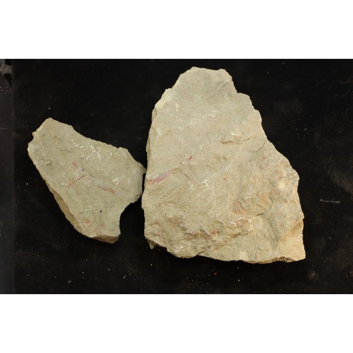 graptolithe Hydroid: Webbyites sp. - Ordovicien - Fezouata fmt, Maroc
