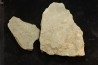 graptolithe Hydroid: Webbyites sp. - Ordovicien - Fezouata fmt, Maroc