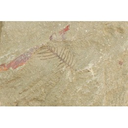 graptolithe Hydroid: Webbyites sp. - Ordovician - Fezouata fmt - Morocco