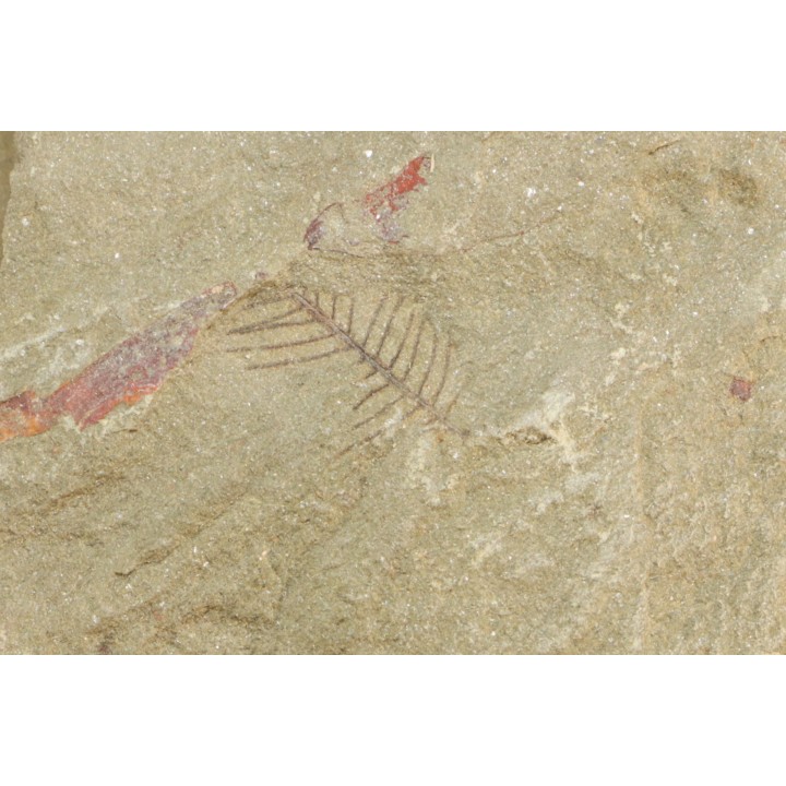 graptolithe Hydroid: Webbyites sp. - Ordovicien - Fezouata fmt, Maroc