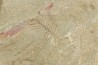 graptolithe Hydroid: Webbyites sp. - Ordovicien - Fezouata fmt, Maroc