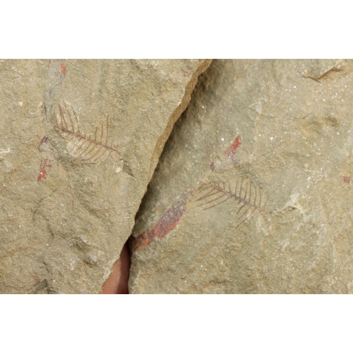 graptolithe Hydroid: Webbyites sp. - Ordovicien - Fezouata fmt, Maroc