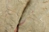 graptolithe Hydroid: Webbyites sp. - Ordovician - Fezouata fmt - Morocco