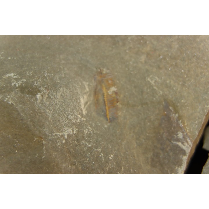 appendice filtreur d'anomalocarididae  - Ordovicien - Fezouata fmt, Maroc