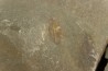 appendage filtre anomalocarididae - Ordovician - Fezouata fmt - Morocco