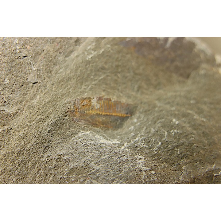 appendage filtre anomalocarididae - Ordovician - Fezouata fmt - Morocco