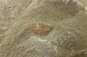appendice filtreur d'anomalocarididae  - Ordovicien - Fezouata fmt, Maroc