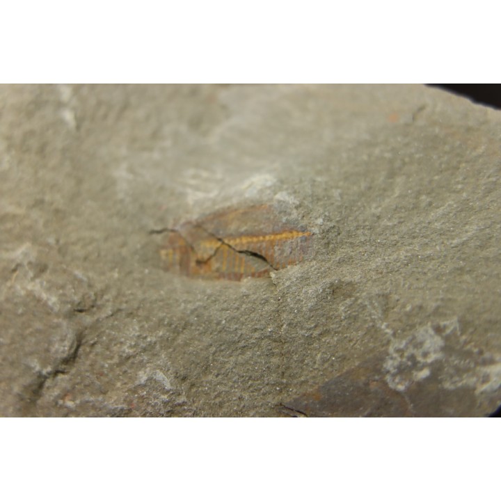 appendice filtreur d'anomalocarididae  - Ordovicien - Fezouata fmt, Maroc