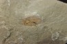 appendice filtreur d'anomalocarididae  - Ordovicien - Fezouata fmt, Maroc
