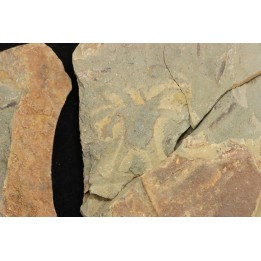 Furca mauretanica - Ordovicien - Fezouata fmt, Maroc