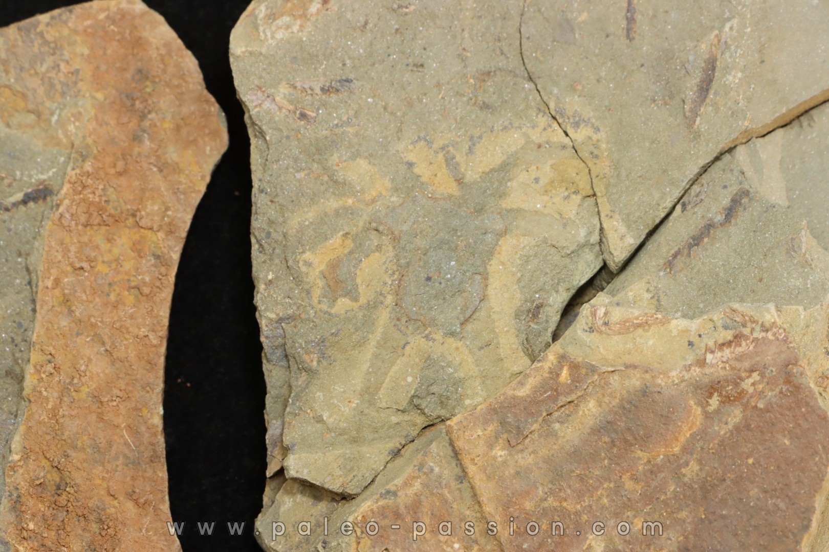 Furca mauretanica - Ordovician - Fezouata fmt, Morocco