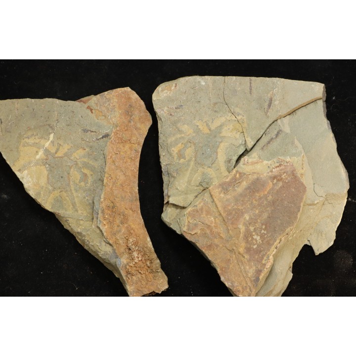 Furca mauretanica - Ordovicien - Fezouata fmt, Maroc