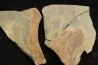 Furca mauretanica - Ordovician - Fezouata fmt, Morocco