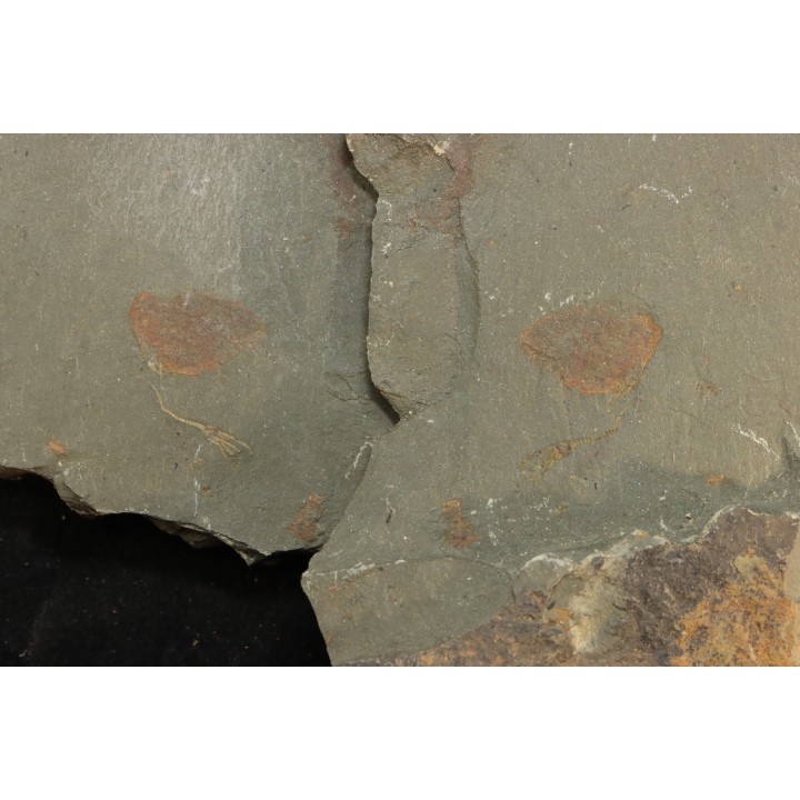 echinoderme - Ordovicien - Fezouata fmt, Maroc