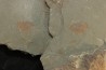 echinoderme - Ordovician - Fezouata fmt - Morocco