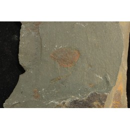 echinoderme - Ordovicien - Fezouata fmt, Maroc