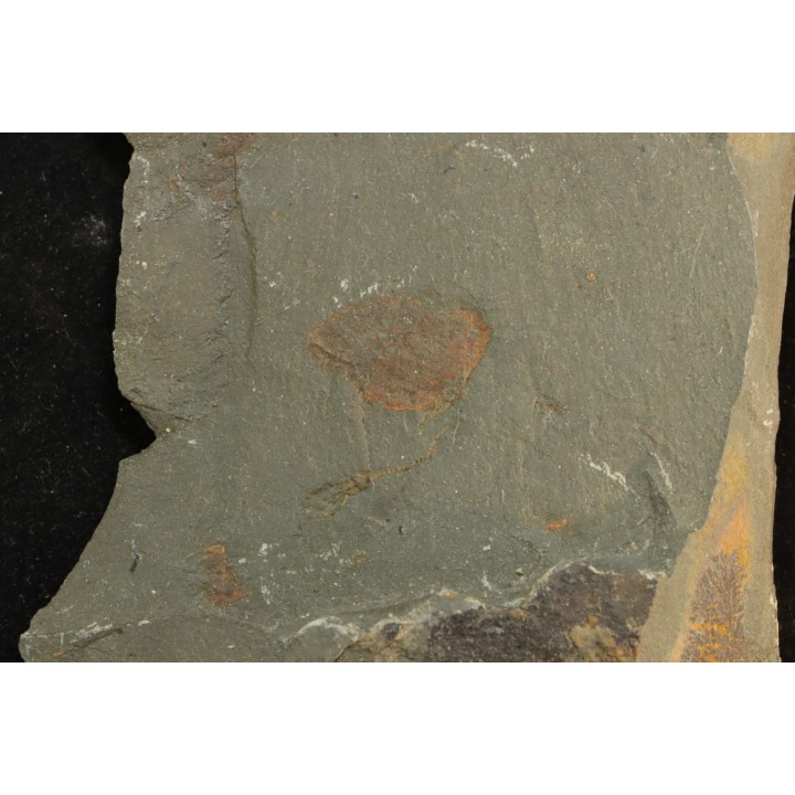 echinoderme - Ordovician - Fezouata fmt - Morocco