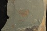 echinoderme - Ordovicien - Fezouata fmt, Maroc