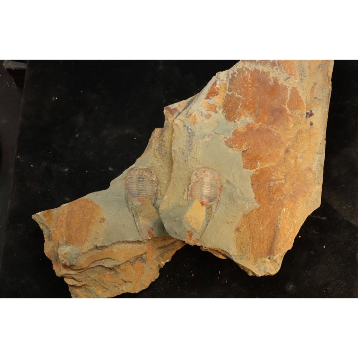 Anacheirurus adserai  - Ordovicien - Fezouata fmt, Maroc