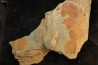 Anacheirurus adserai  - Ordovician - Fezouata fmt - Morocco