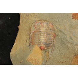 Anacheirurus adserai  - Ordovicien - Fezouata fmt, Maroc