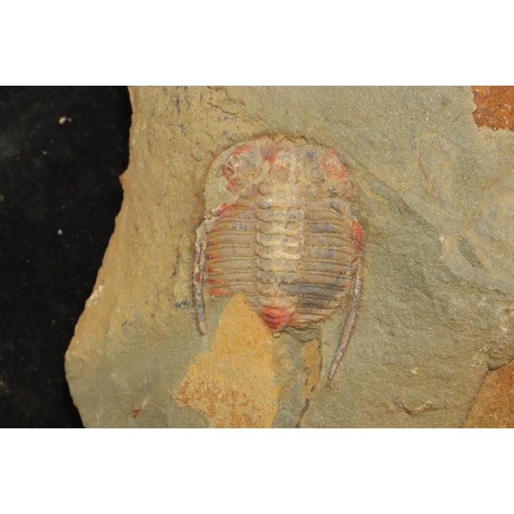 Anacheirurus adserai  - Ordovicien - Fezouata fmt, Maroc