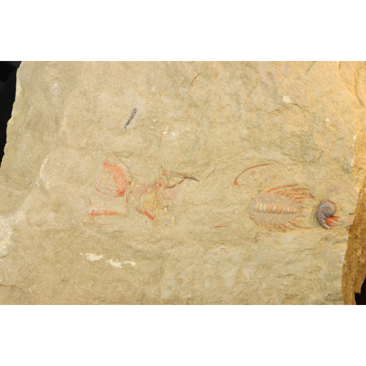 association  Selenopeltis aff. gallica  cornute, gasteropode  - Ordovician - Fezouata fmt - Morocco