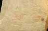Selenopeltis aff. gallica  - Ordovicien - Fezouata fmt, Maroc