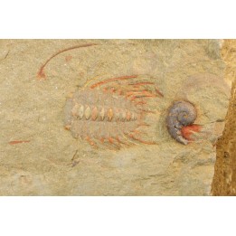 association  Selenopeltis aff. gallica  cornute, gasteropode  - Ordovician - Fezouata fmt - Morocco