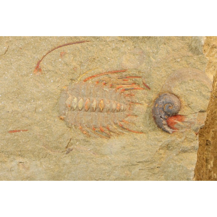 Selenopeltis aff. gallica  - Ordovicien - Fezouata fmt, Maroc