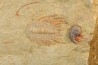 Selenopeltis aff. gallica  - Ordovicien - Fezouata fmt, Maroc