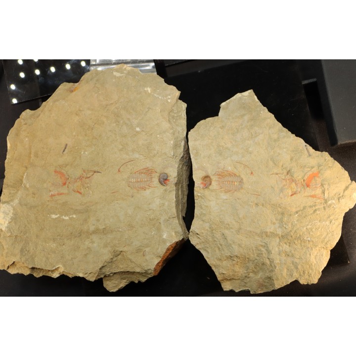 Selenopeltis aff. gallica  - Ordovicien - Fezouata fmt, Maroc