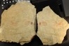 association  Selenopeltis aff. gallica  cornute, gasteropode  - Ordovician - Fezouata fmt - Morocco