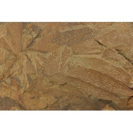 graptolite  Dictyonema sp. - Ordovician - Fezouata fmt - Morocco
