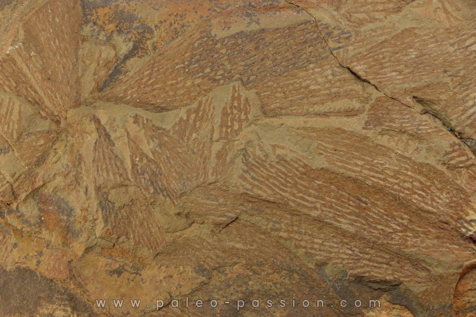 graptolite Dictyonema sp. - Ordovician - Fezouata fmt - Morocco