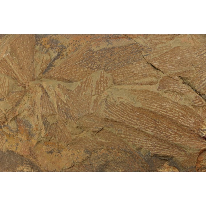 graptolite  Dictyonema sp. - Ordovician - Fezouata fmt - Morocco