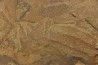 graptolite  Dictyonema sp. - Ordovicien - Fezouata fmt, Maroc