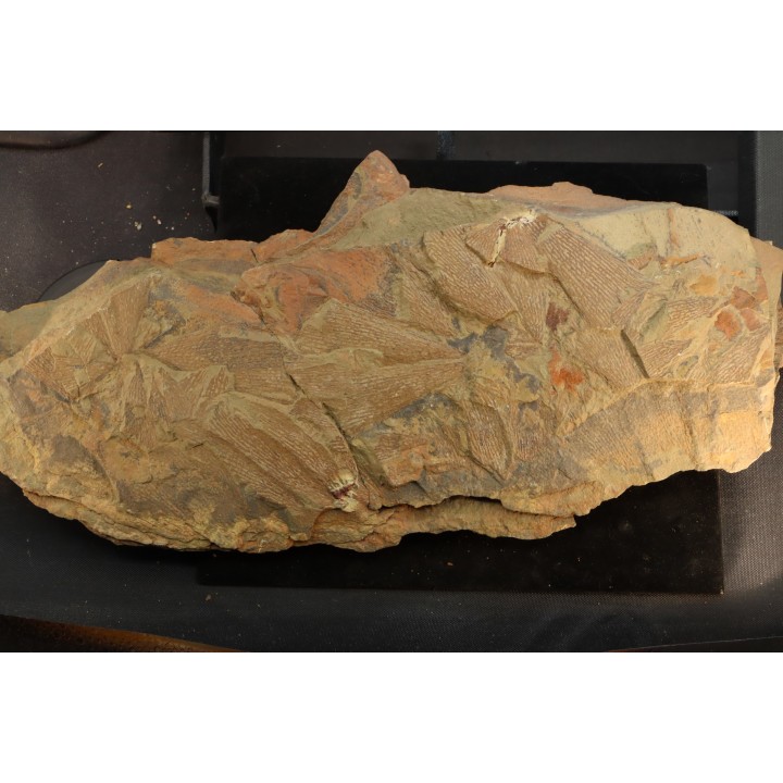 graptolite  Dictyonema sp. - Ordovician - Fezouata fmt - Morocco