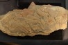 graptolite Dictyonema sp. - Ordovician - Fezouata fmt - Morocco