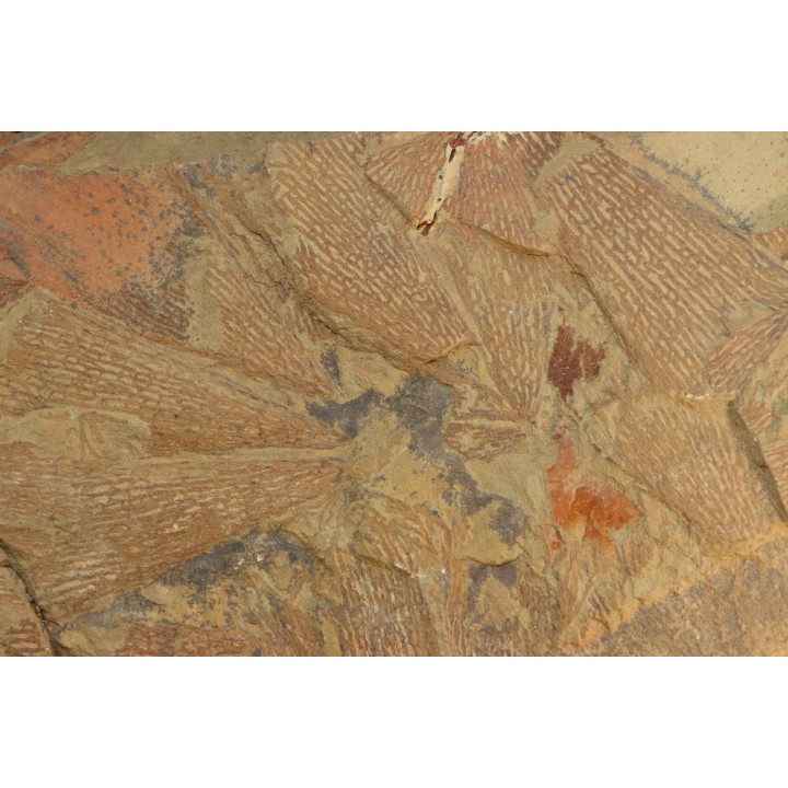 graptolite  Dictyonema sp. - Ordovicien - Fezouata fmt, Maroc