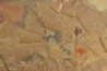 graptolite Dictyonema sp. - Ordovician - Fezouata fmt - Morocco