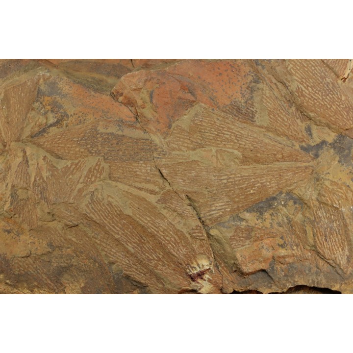 graptolite  Dictyonema sp. - Ordovician - Fezouata fmt - Morocco