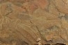 graptolite Dictyonema sp. - Ordovician - Fezouata fmt - Morocco