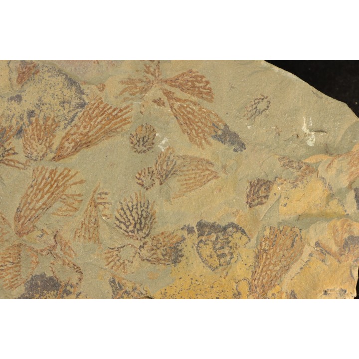 graptolite Koremagraptus sp. - Ordovicien - Fezouata fmt, Maroc