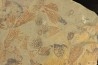 graptolite Koremagraptus sp. - Ordovician - Fezouata fmt - Morocco