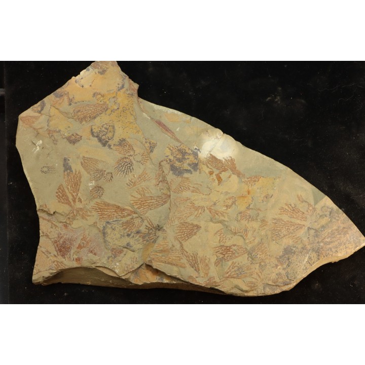 graptolite Koremagraptus sp. - Ordovician - Fezouata fmt - Morocco